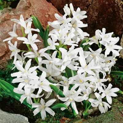 Produktbild von Chionodoxa Luciliae Zwiebeln Blumen Gewöhnliche Sternhyazinthe Alba 10 St.