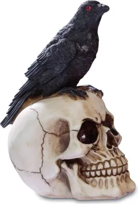 Produktbild von Rabe auf Totenkopf 21cm