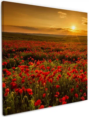Produktbild von Wallario Premium Leinwandbild Mohnblumenwiese bei Sonnenuntergang am Abend in Größe 50 x 50 cm