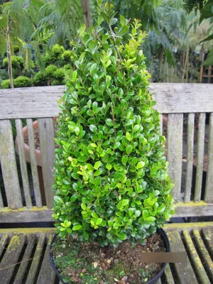 Produktbild von Formschnitt - Pyramide - Ilex crenata Golden Rock ® - Bergilex - Stechpalme