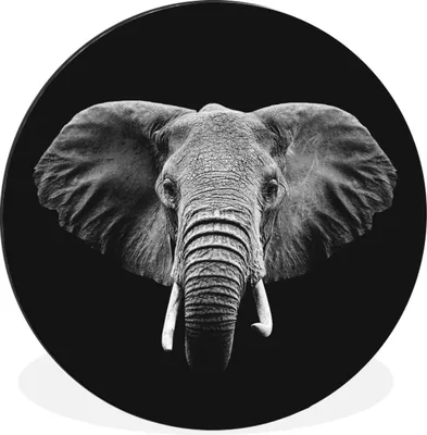 Produktbild von MuchoWow® Aluminium Wandkreis Elefant - Tiere - Schwarz - Weiß Ø 60 cm Wanddeko Modern Wohnzimmer - Wand Kreis - Wandbild - Schlafzimmer - Aluminium Bild - Kinderzimmer - Wohnzimmer Dekoration - Wandschmuck