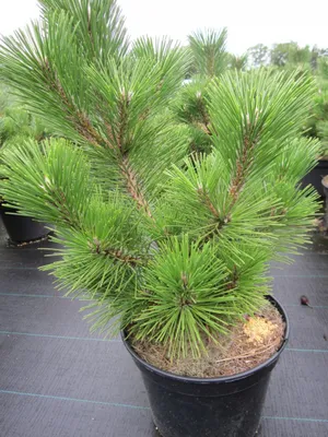 Produktbild von Pinus thunbergii Sayonara - japanische Schwarzkiefer Sayonara 30-40