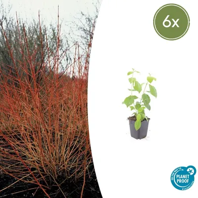 Zdjęcie produktu dla Dereń krwisty – Cornus sanguinea 'Midwinter Fire' – roślina na żywopłot – doniczka 9 cm – zestaw 6 sztuk