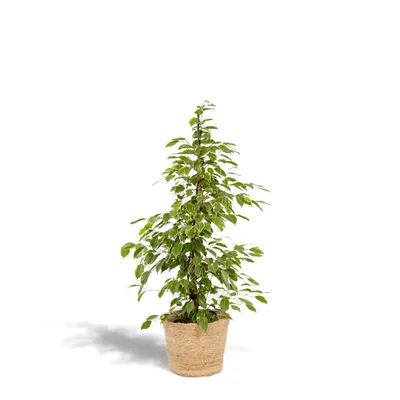 Produktbild von Hello Plants Ficus Benjamina Goldenking - Ø 21 cm Korb Selin - Höhe: 95 cm