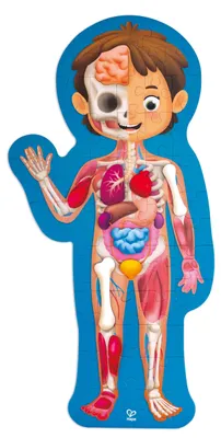 Obrázok produktu pre Hape Human Body, 60 kusov, Veda, 4 rok / roky