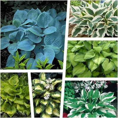 Produktbild von Stauden Gänge 6 x Hosta Kollektion im 1 Liter Topf - Funkien im Mix, Herzblatt-Lilie - Hosta-Magie im Sechserpack – Vielfalt, Kontraste und Duft!