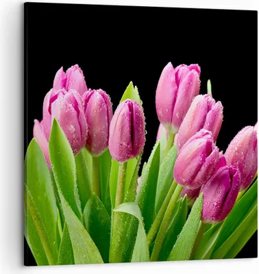 Produktbild von Bild auf Leinwand - Leinwandbild - Tulpen Blumenstrauß Tau Tropfen - 50x50cm - Wand Bild - Wanddeko - Leinwanddruck - Bilder - Kunstdruck - Wanddekoration - Leinwand bilder - Wandkunst - AC50x50-2486