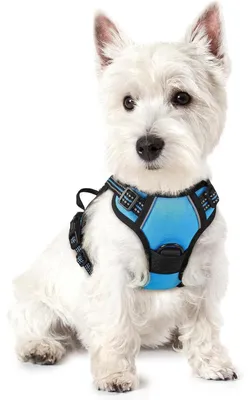 Produktbild von Hundegeschirr Anti-Zug XS Hellblau mit Reflektor und Griff