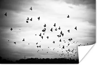 Produktbild von MuchoWow® Poster Tiere - Vögel - Wolken - Schwarz - Weiß 180x120 cm - Fotoplakat