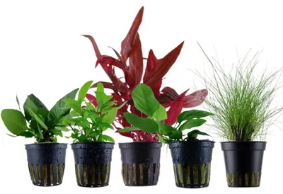 Produktbild von Pflanzen Set mit 5 Vordergrund Topf Aquarium Wasserpflanzen AquaOne Nr.111