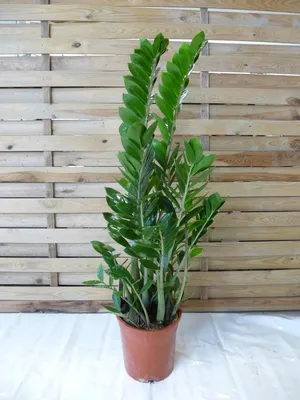 Produktbild von [Palmenlager] Zamioculcas zamiifolia - 100 cm - Topf Ø 21 cm - Glücksfeder - Zimmerpflanze