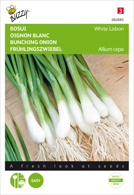 Produktbild von Frühlingszwiebel White Lisbon | Zwiebelsamen von Buzzy Seeds