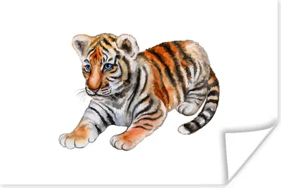 Produktbild von MuchoWow® Poster Tiger - Baby - Weiß 60x40 cm - Schlafzimmerdekoration