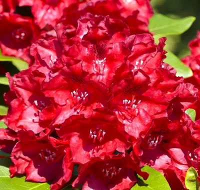 Obrázok produktu pre INKARHO Rhododendron hybrid Cherry Kiss© veľkokvetá alpská ruža 30 - 40 cm