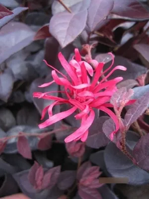 Produktbild von Loropetalum chinense Ever Red - Riemenblüte Ever Red