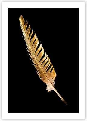 Produktbild von Poster - Poster ohne Rahmen - Golden Feder Schwarz - 50x70 cm - Wand Bild - Wanddeko - Wandbilder - Kunstposter - Wandposter - Bilder - Kunstdruck - Wanddekoration - Wandbild - P2XPA50x70-4887