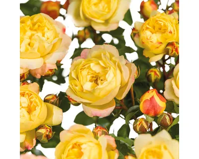 Obrázek produktu pro Růže záhonová FloraSelf Rosa 'Lampion' květináč 3 l