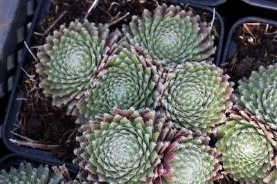 Obrázek produktu pro 6 x Sempervivum hybr. 'Sprite' - pokojový kořen - květináč 9 x 9 cm