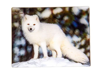Produktbild von Polarfuchs 3D Kühlschrankmagnet 9 x 7 cm