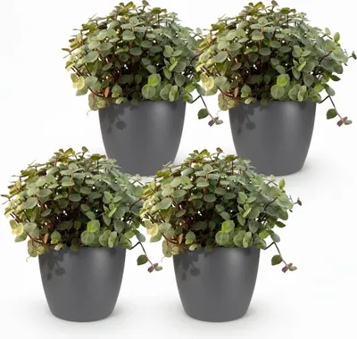 Immagine prodotto di Calissia Repens Pianta da appartamento Set da 4 con vaso grigio Ø12cm Altezza