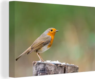 Obrázek produktu pro OneMillionCanvasses® Malba na plátně Nástěnná malba na plátně - Zvířata - Pták - Robin - 150x100cm