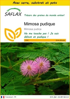 Image de SAFLAX Ensemble de culture - Mimosa pudique - 70 graines - Mimosa
