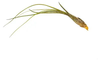 Obrázek produktu pro Gardners Tillandsia Butzii