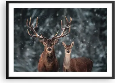 Produktbild von Gerahmtes Poster - Schwarzer Rahmen - Hirsch Rentier Reh - 70x50 cm - Wand Bild - Wanddeko - Wandbilder - Kunstposter - Wandposter - Bilderrahmen - Bilder - Kunstdruck - P2BAA70x50-5060
