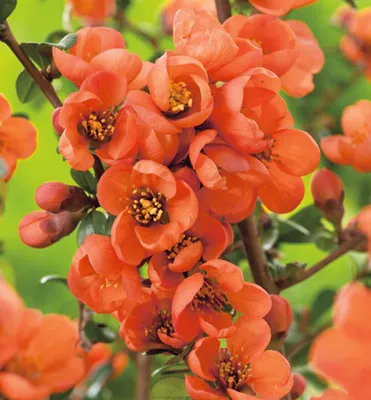 Produktbild von Zierquitte ´ORANGE TRAIL´ 15-20 cm, Cont. 1,4 l