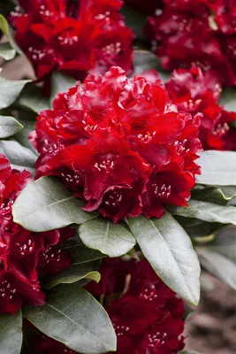 Produktbild von Rhododendron Hybr. 'Cherry Kiss', Rhododendron, rot, 30–40 cm