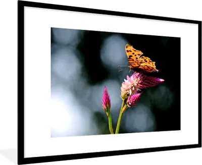 Produktbild von MuchoWow® Gerahmtes Poster Schmetterling - Blumen - Insekten 90x60 cm - Poster mit Schwarzem Bilderrahmen Wandposter Rahmen Foto Bilder - Wanddekoration - Fotos