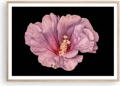 Produktbild von Gerahmtes Poster - Rahmen in heller Eiche - Hibiskus Blume Rosa - 100x70 cm - Wand Bild - Wanddeko - Wandbilder - Kunstposter - Wandposter - Bilderrahmen - Bilder - Kunstdruck - P2NAA100x70-4481