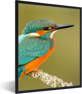 Produktbild von MuchoWow® Gerahmtes Poster Eisvogel - Tiere - Vogel 60x80 cm - Poster mit Schwarzem Bilderrahmen Wandposter Rahmen Foto Bilder - Premium - Wanddeko Wohnzimmer
