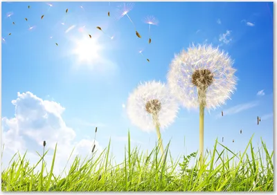 Produktbild von Tulup® Glas-Bild - 100 x 70 - Wandbild aus Glas - Wandkunst - Wandbild hinter gehärtetem Sicherheitsglas - Blumen & Pflanzen - Pusteblumen - Grün