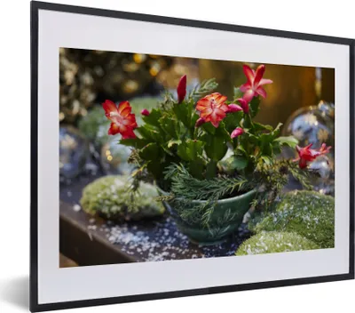 Produktbild von MuchoWow® MuchoWow® Gerahmtes Poster Deckelkaktus mit roten Blüten 40x30 cm - Poster mit zchwarzem Bilderrahmen - Bilderrahmen - Poster im Rahmen