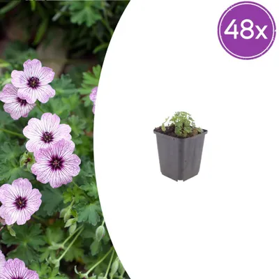 Obrázek produktu pro Geranium cinereum "Ballerina" - Popelavý kakost - 9cm květináč - 10-25cm - Sada s 48 rostlinami