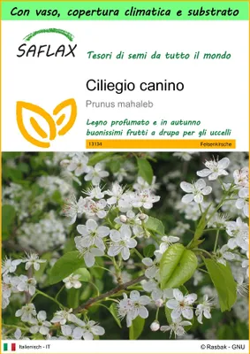 Immagine prodotto di SAFLAX Garden to go - Ciliegio canino - 30 semi - Prunus