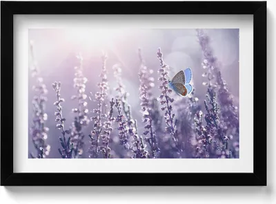 Produktbild von Schmetterling auf Feldblumen– Wandbild mit Rahmen – Gerahmtes Bild  – Wanddekoration – 30x20 cm –  Schwarz Rahmen