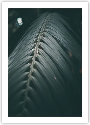 Produktbild von Poster - Poster ohne Rahmen - Blatt Palme exotisch - 50x70 cm - Wand Bild - Wanddeko - Wandbilder - Kunstposter - Wandposter - Bilder - Kunstdruck - Wanddekoration - Wandbild - P2XPA50x70-4907