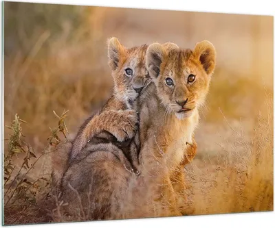 Produktbild von Bilder auf glas - Löwe Natur Tier - 100x70cm - Glasbilder - Wandbilder - Kunstdruck - zum Aufhängen bereit - Wanddekoration aus Glas - Glas Bilder - Wandbild auf Glas - Einteilig - GAA100x70-3480