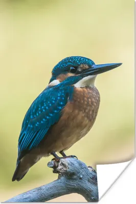 Produktbild von MuchoWow® Poster Eisvogel - Zweig - Vogel 40x60 cm - Plakate für die Wand - Poster Babyzimmer