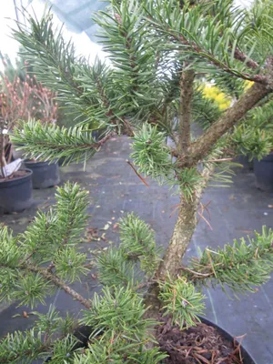 Produktbild von Pinus banksiana Kimmerholz - Strauchkiefer Kimmerholz - 40-50cm