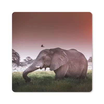 Produktbild von MuchoWow® Mauspad Mousepad Elefant - Gras - Sonne - Tiere 20x20 cm - Mousepads - Maus Mat - Pad - Mausunterlage - Desk Mat - Bureauartikeln