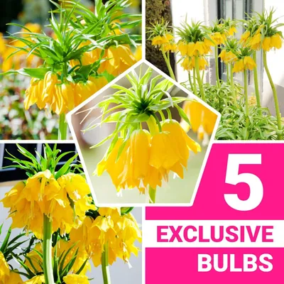 Productafbeelding van Kaiserkroonbollen, meerjarig - Fritillaria Imperialis Yellow, bloembollen - 5 bollen - planten uit Nederland - geschikt voor tuin en pot (grote bollen, geen zaden en niet kunstmatig)