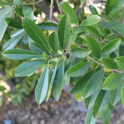 Produktbild von Mate (Ilex paraguariensis) - 20 Samen