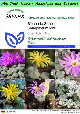Produktbild von SAFLAX Garden to go - Blühende Steine / Conophytum Mix - Conophytum Mix - 40 Samen - Mit Topf, Klima - Deckel und Anzuchtsubstrat