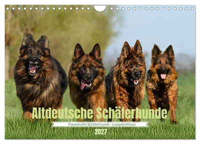 Produktbild von Altdeutsche Schäferhunde - Traumhafte Schäferhunde Langstockhaar (Wandkalender 2027 DIN A4 quer), CALVENDO Monatskalender