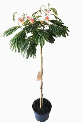 Produktbild von Albizia julibrissin 'Ombrella' – Seidenbaum, Schlafbaum 130–140 cm - außergewöhnliche Blüte