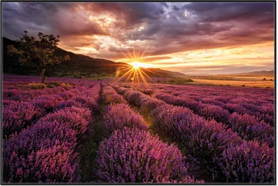 Produktbild von Wallario Wandbild Lavendelfeld bei Sonnenuntergang - Sonnenstrahlen, Größe: 61 x 91,50 cm, Poster mit schwarzem Aluminiumrahmen