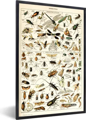 Produktbild von MuchoWow® Gerahmtes Poster Tier - Insekt - Käfer 40x60 cm - Poster mit Schwarzem Bilderrahmen Wandposter Rahmen Foto Bilder - Papierdruck - Wandbilder